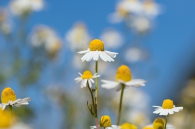 Learn to Dance in Spring